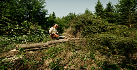La forêt sur le territoire de l'Érable