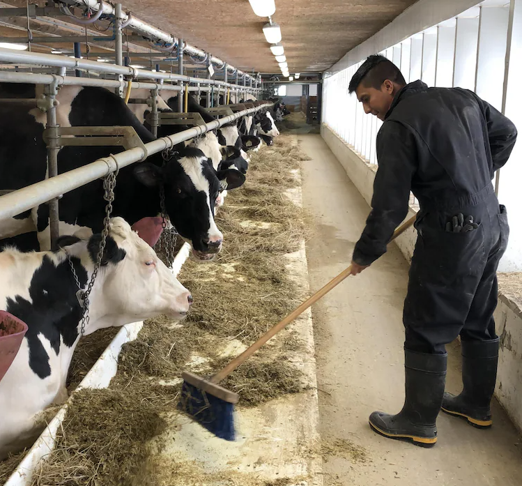 Travailleur ferme laitière