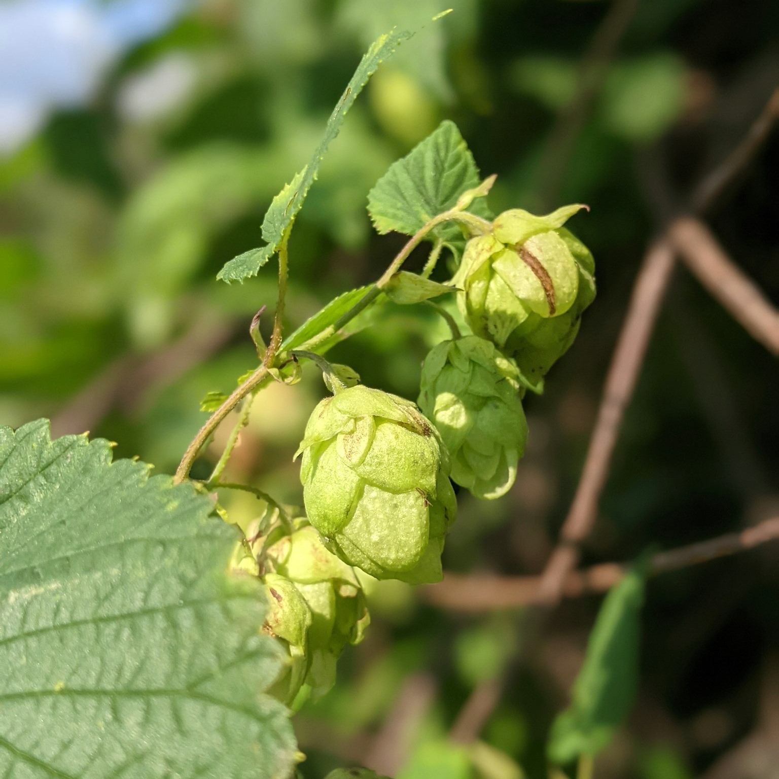 Houblon sauvage