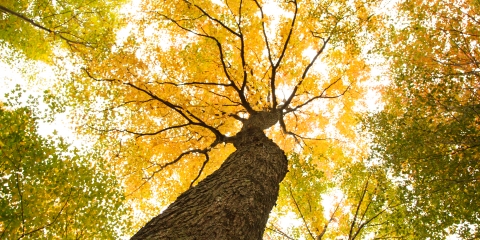 Arbre feuilles jaunes et vertes