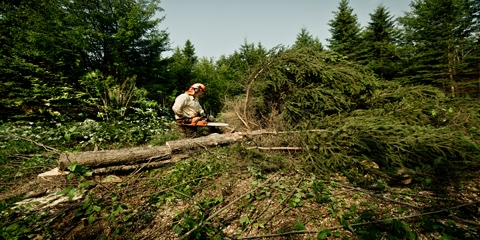 La forêt sur le territoire de l'Érable