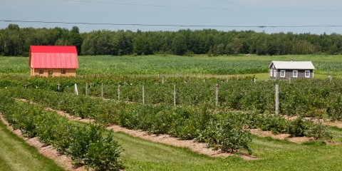 Secteur d'activité agroalimentaire et forêt