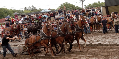 15e Festival du cheval à Princeville
