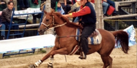 33e Festival du bœuf : près de 30 000 personnes répondent à l’appel Cheval