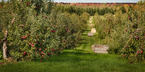 Le Verger des Bois-Francs ouvre l'autocueillette le 31 août Verger pommes