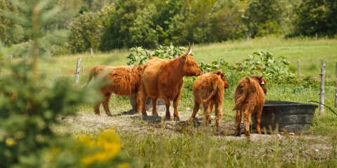 Vaches et veaux dans le champs