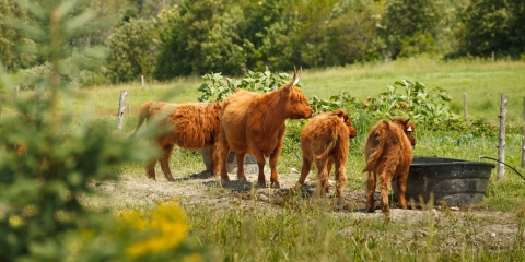 Une autre édition couronnée de succès pour le CJR de L’Érable Vaches et veaux dans le champs