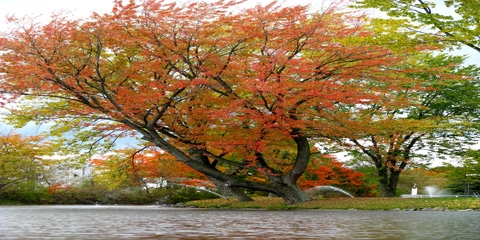 Parc de la rivière Bourbon, Plessisville