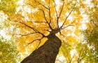 Arbre feuilles jaunes et vertes