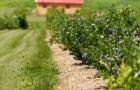 Les petits fruits d'Evélyne